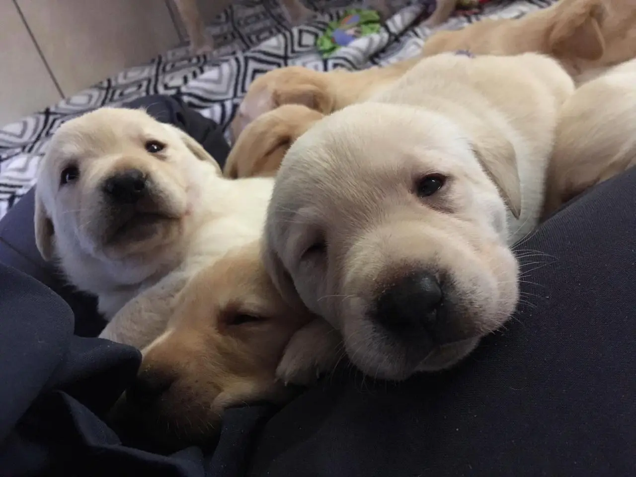 The BARF Diet: A Journey Back to Nature​